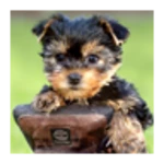 cute dog, puppy android application logo